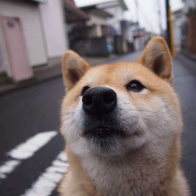 火箭正面击溃独行侠,冰与火的史诗,东契奇在孤勇中展现巨星价值