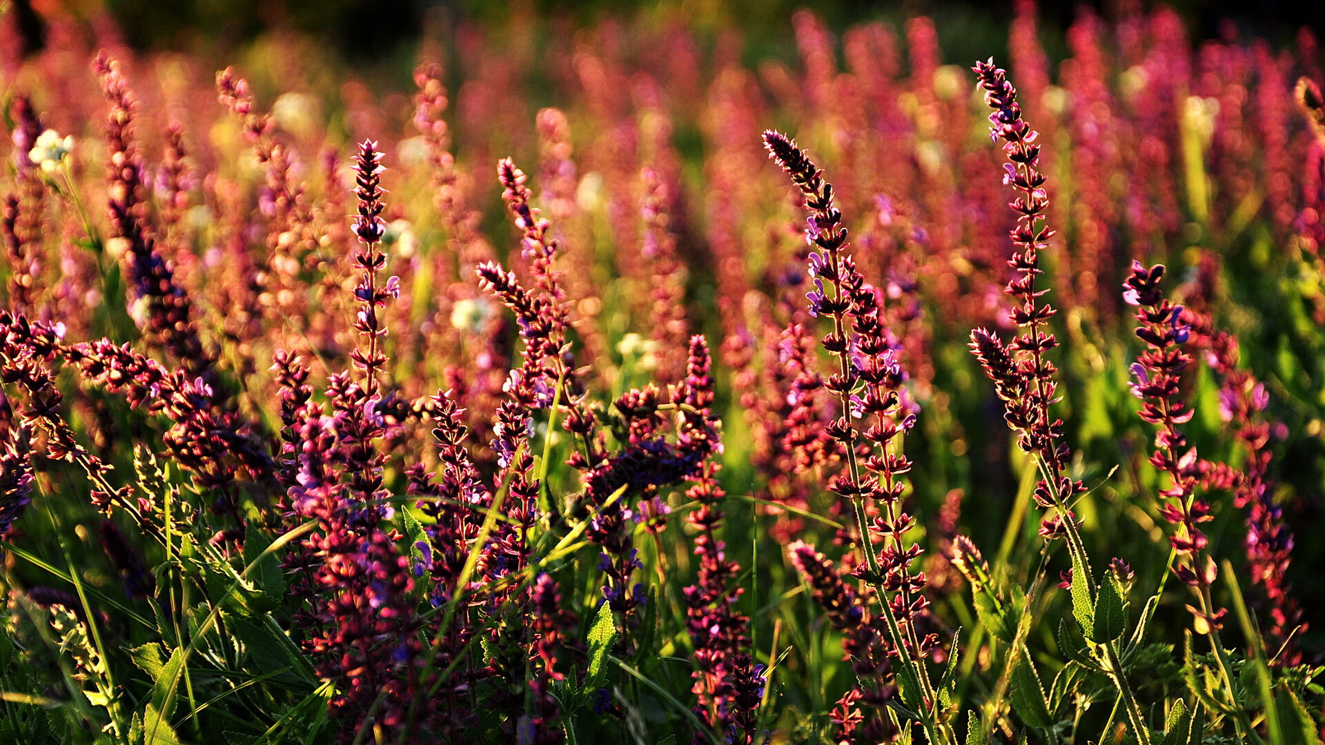 东方绝杀与西方数据，当绿茵场成为文明对话的战场