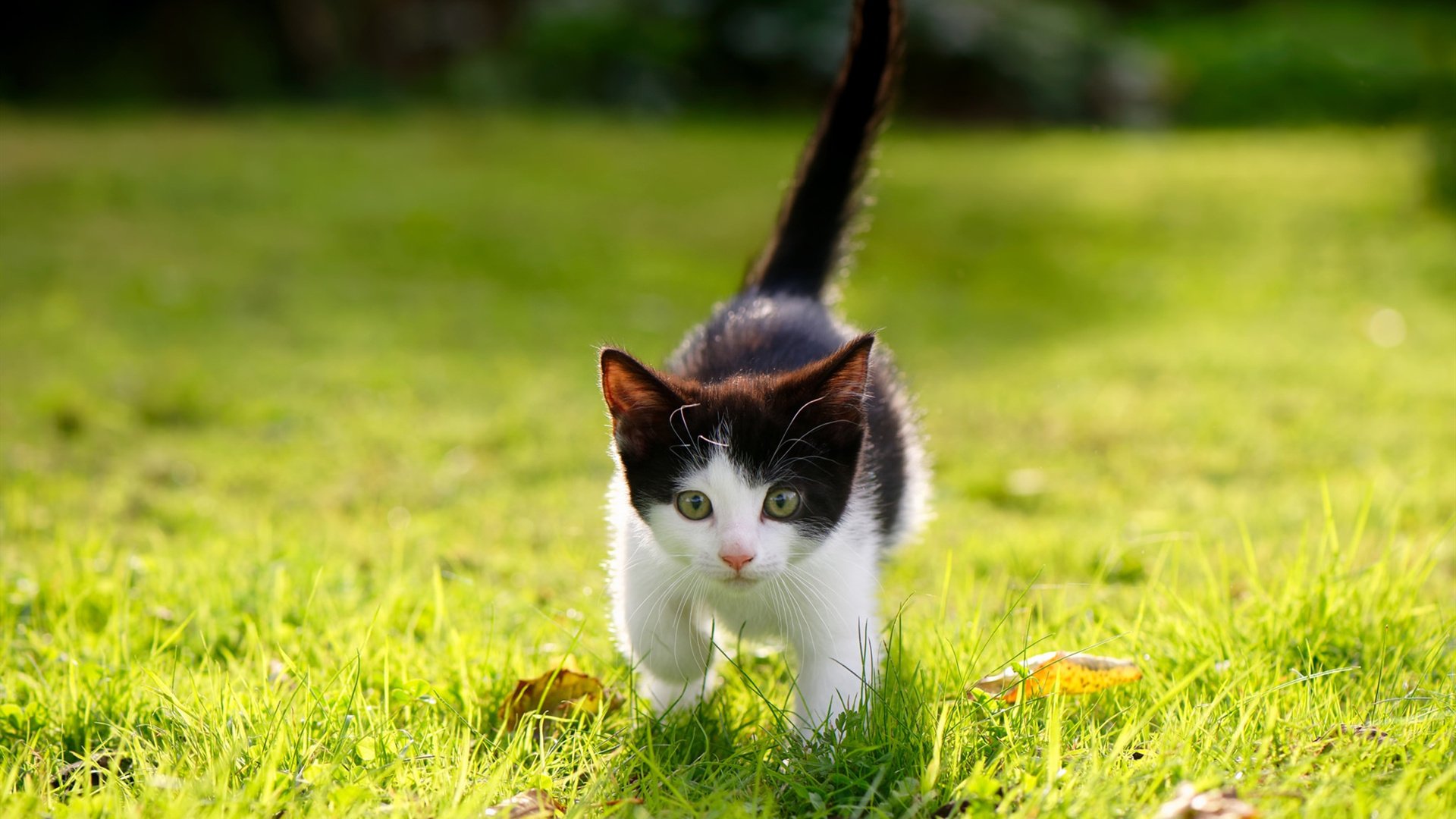 坠落的银河系,文班亚马如何用三分钟重写总决赛命运