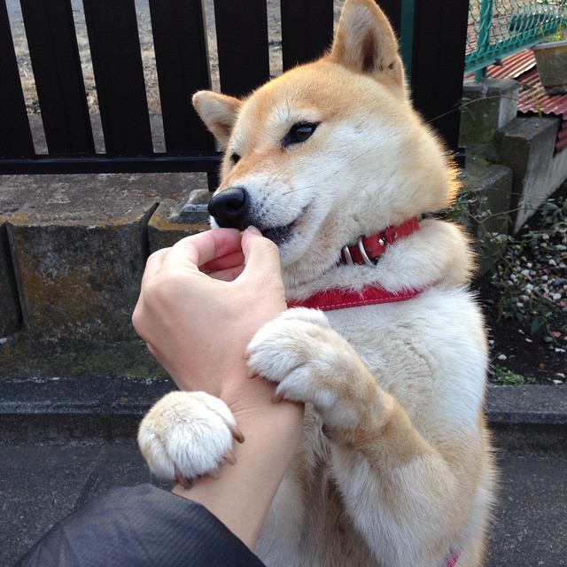 斜阳下的一剑封喉,富安健洋惊艳四座,摩纳哥最后时刻绝杀新西兰