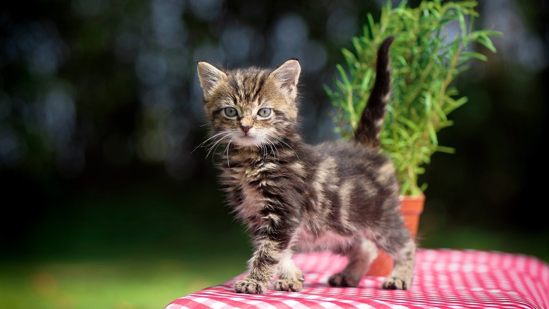 阿尔瓦雷斯爆发闪耀赛场,乌克兰全面压制威尔士获关键胜利