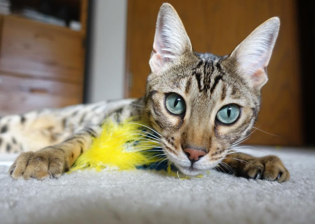 当广东队强压明尼苏达，小贾伦·杰克逊在世界排名的天平上投下胜负手