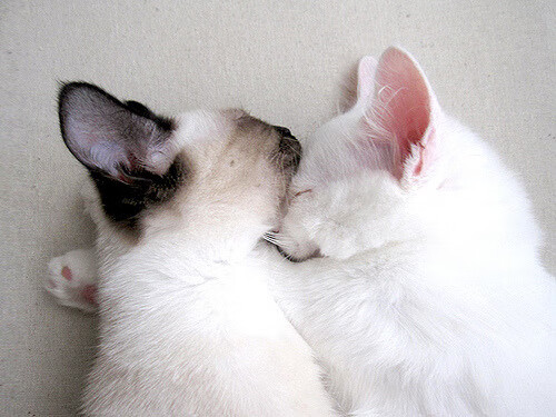 关键先生启示录，从文班亚马不手软到山西队团队协作的胜利哲学