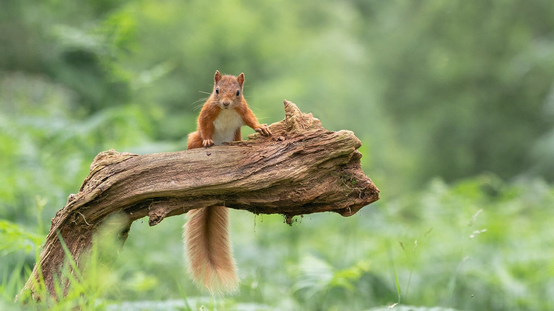 终局的艺术,当绝杀成为本能,门将即是前锋