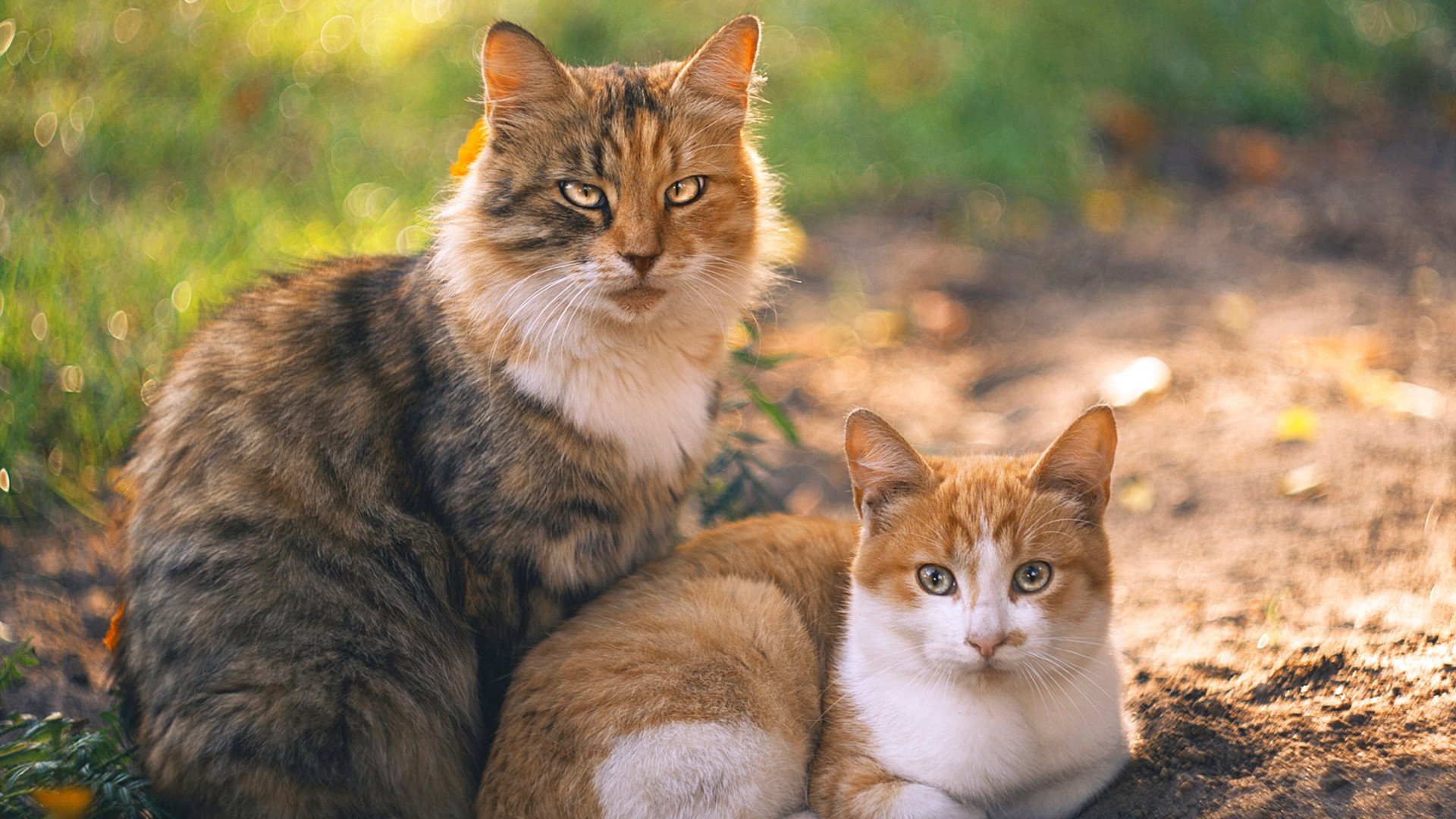 速度撕裂防守，掘金如何以布克为轴心掀翻火箭