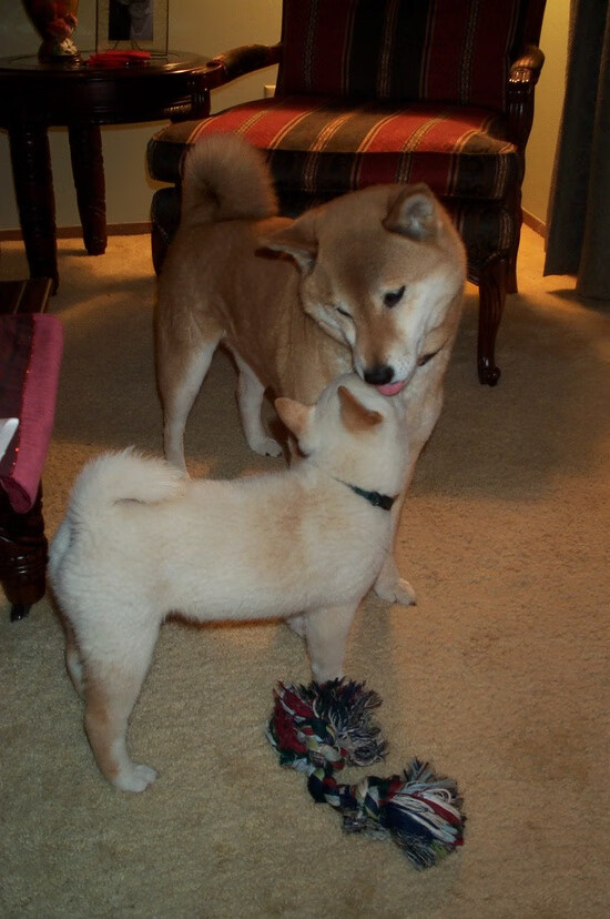 哈弗茨全程高能输出,几内亚狂胜韩国震撼足坛