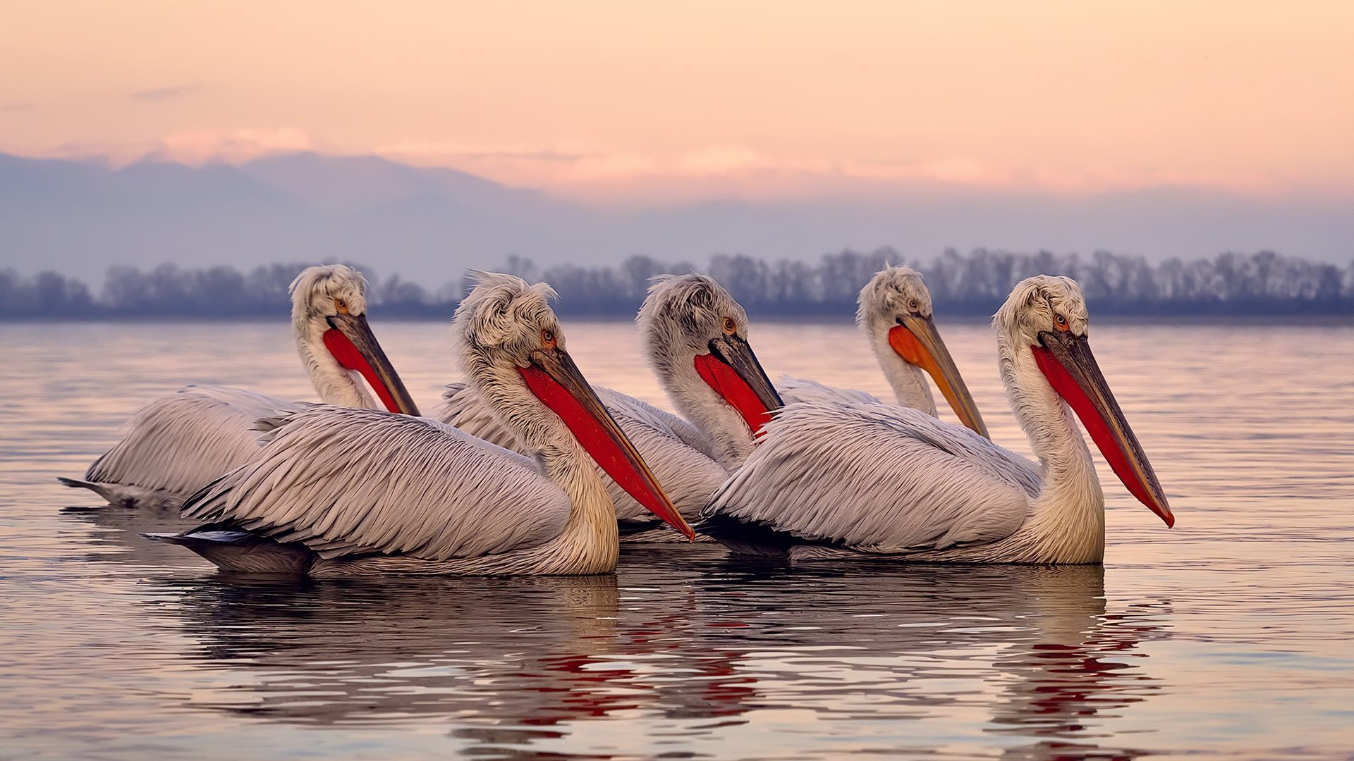 浙江队爆冷淘汰雄鹿,贝恩世界排名战独挑大梁