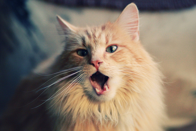 福克斯末节统治攻防撕裂鹈鹕防线,火箭惊险取胜延续季后赛希望