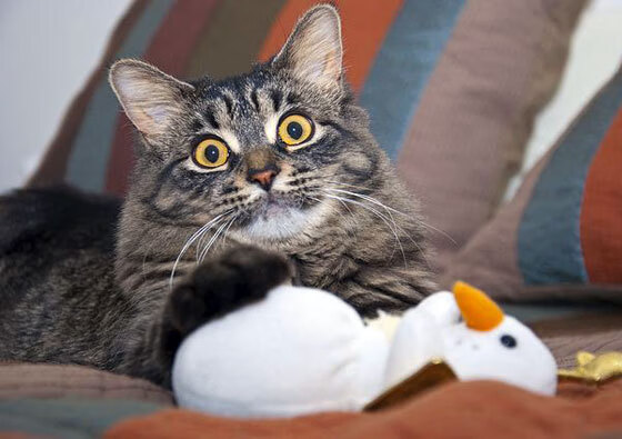 欧文绝境之王!决胜局狂飙34分,山西险胜广厦昂首晋级