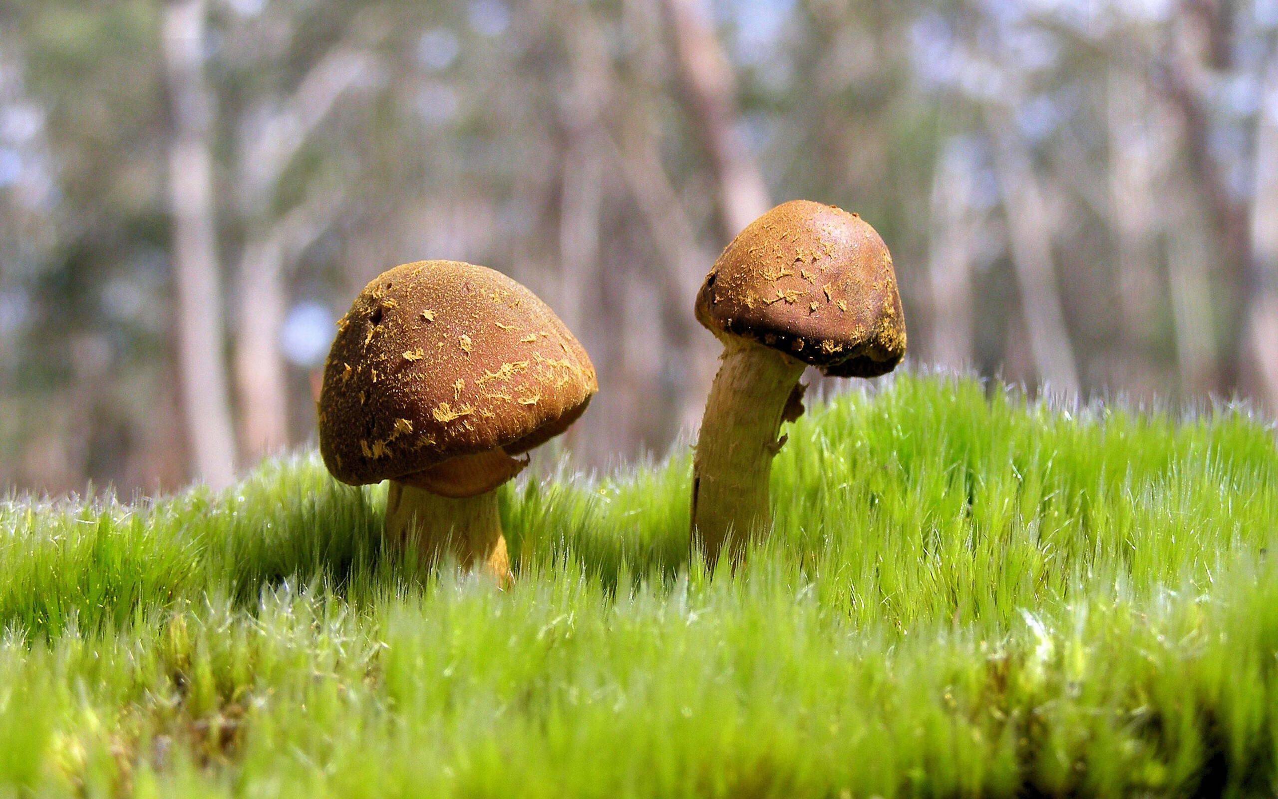 撕裂篮球之夜,当阿圭罗在NBA赛场上演足球神迹