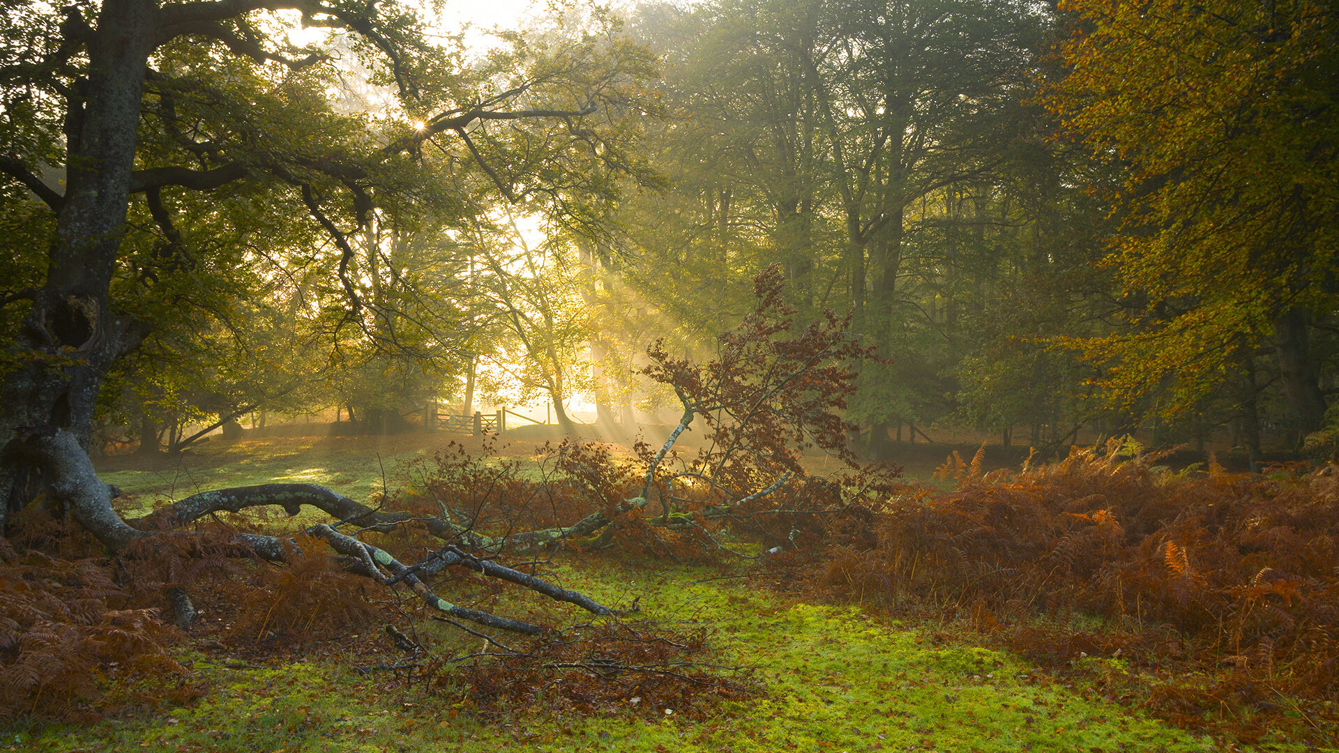 NBA战报,雄鹿早早终结灰熊悬念,伦纳德孤军奋战扛起全队