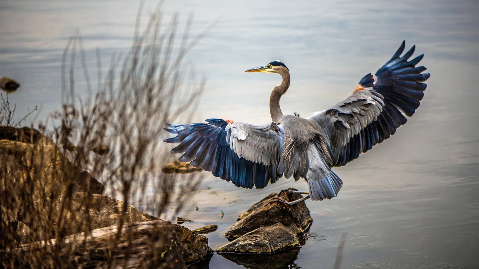 雄鹿对决湖人，武切维奇连续得分狂潮拉开差距，奠定胜局