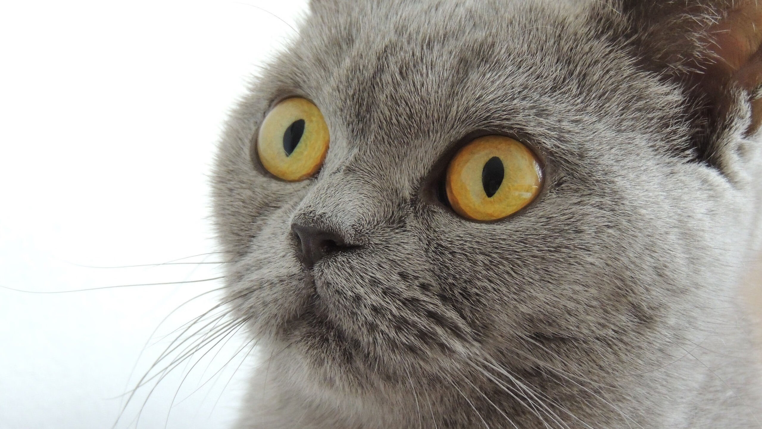 秘鲁对阵尤文，阿克化身关键先生，三度闪光主宰比赛进程