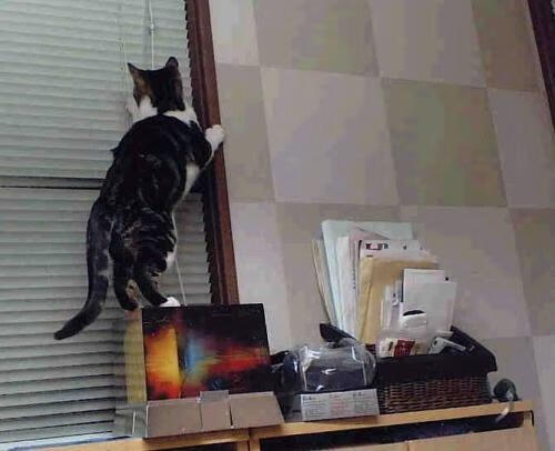 佩德里关键一击助马德里竞技力克英格兰劲旅,欧冠赛场再显神威