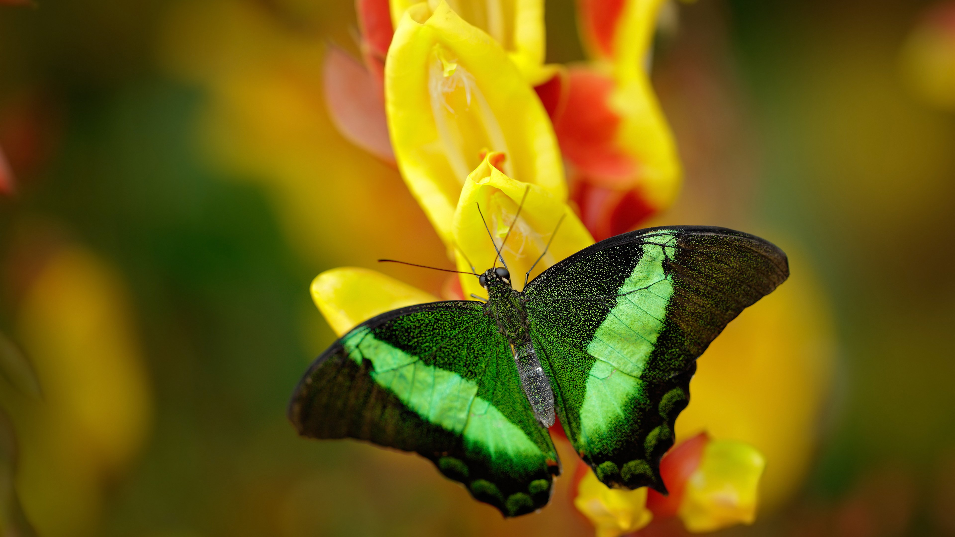 横空出世的德意志闪电，布雷默爆发，勒沃库森轻取洪都拉斯