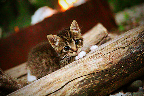 铁血洪流，当巴斯克图腾在抢七夜吞噬非洲野性