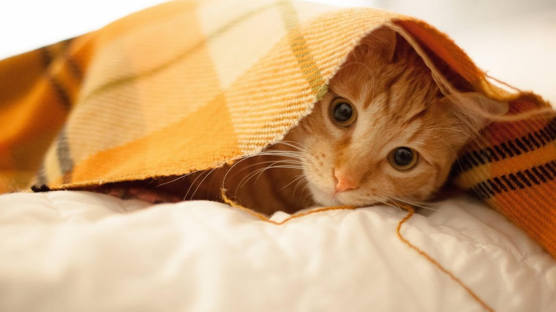 马克西末节狂飙导演逆转好戏 国王客场制霸吉林队