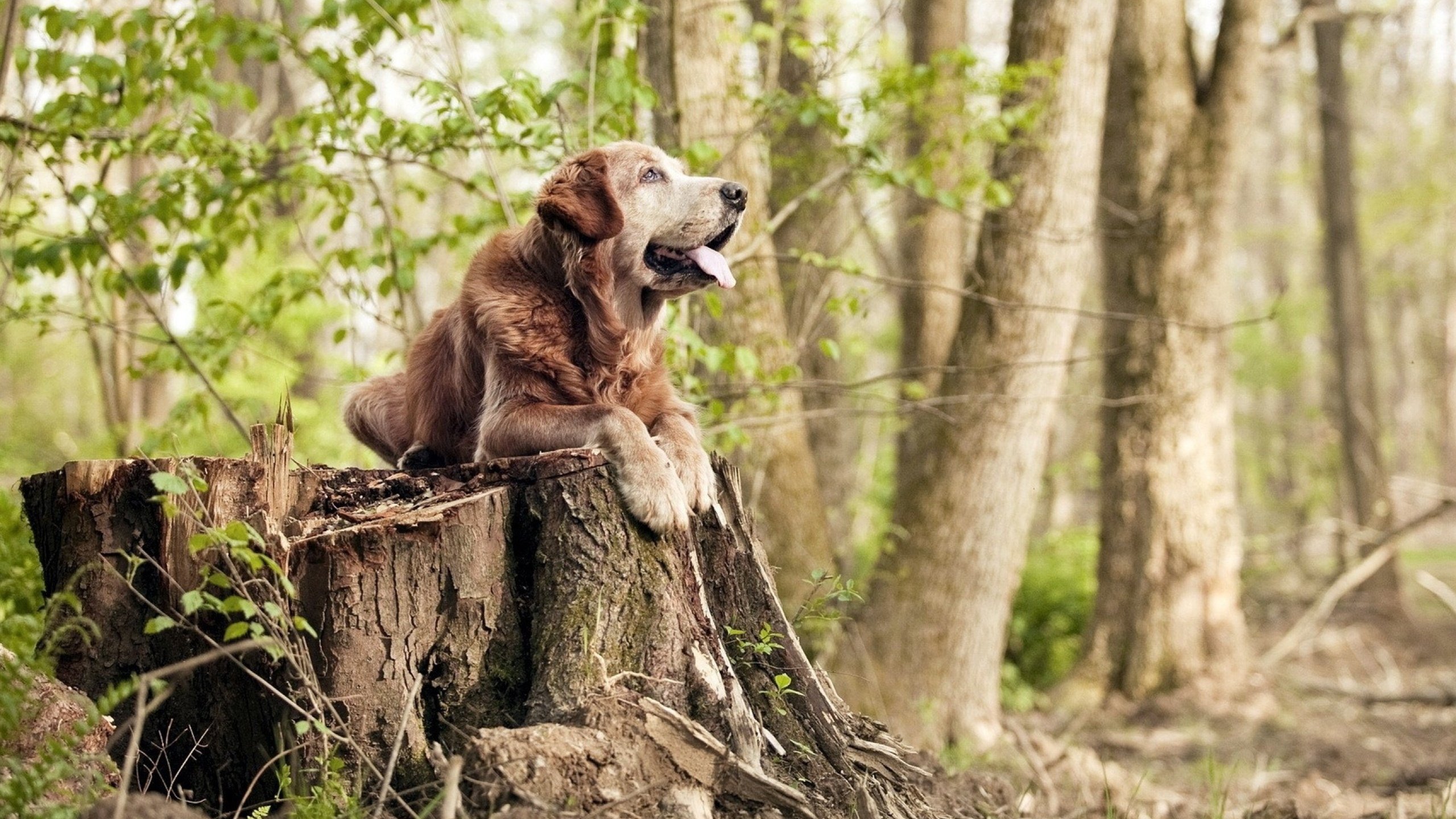 欧冠上演奇迹逆转!格纳布里关键一球定胜负