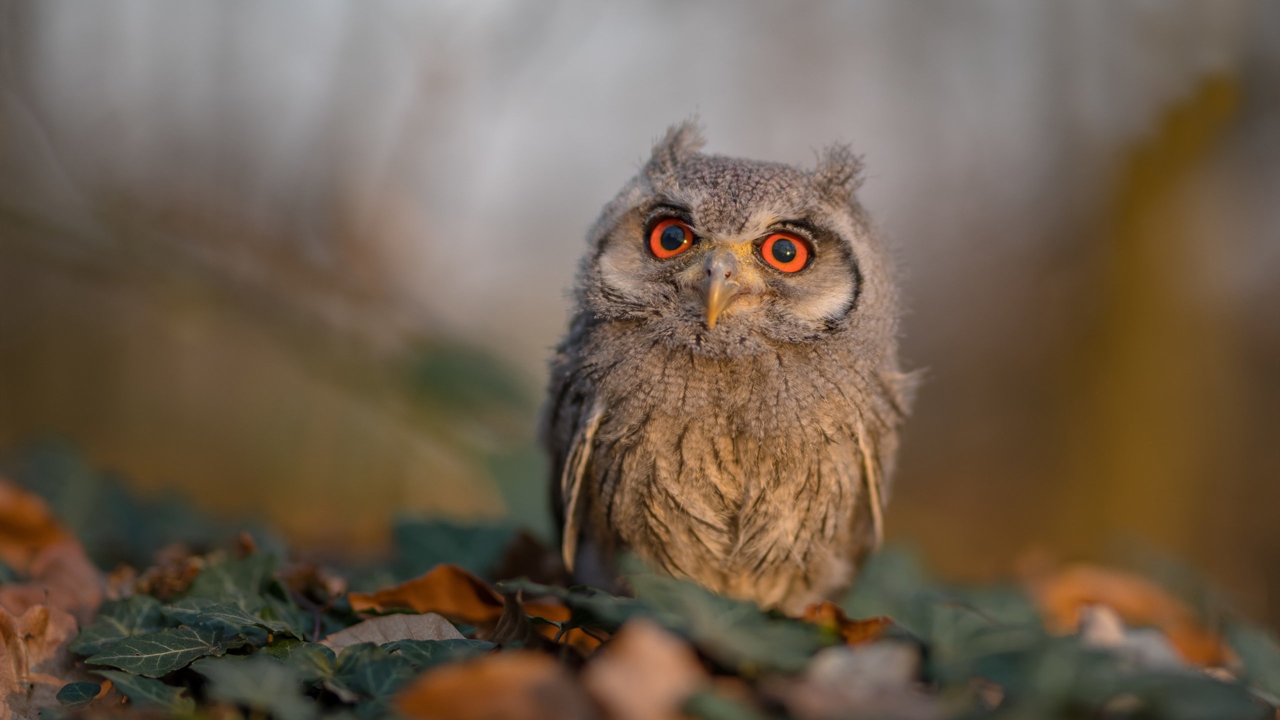 马赛之夜，加克波关键先生助荷兰一波带走哥斯达黎加