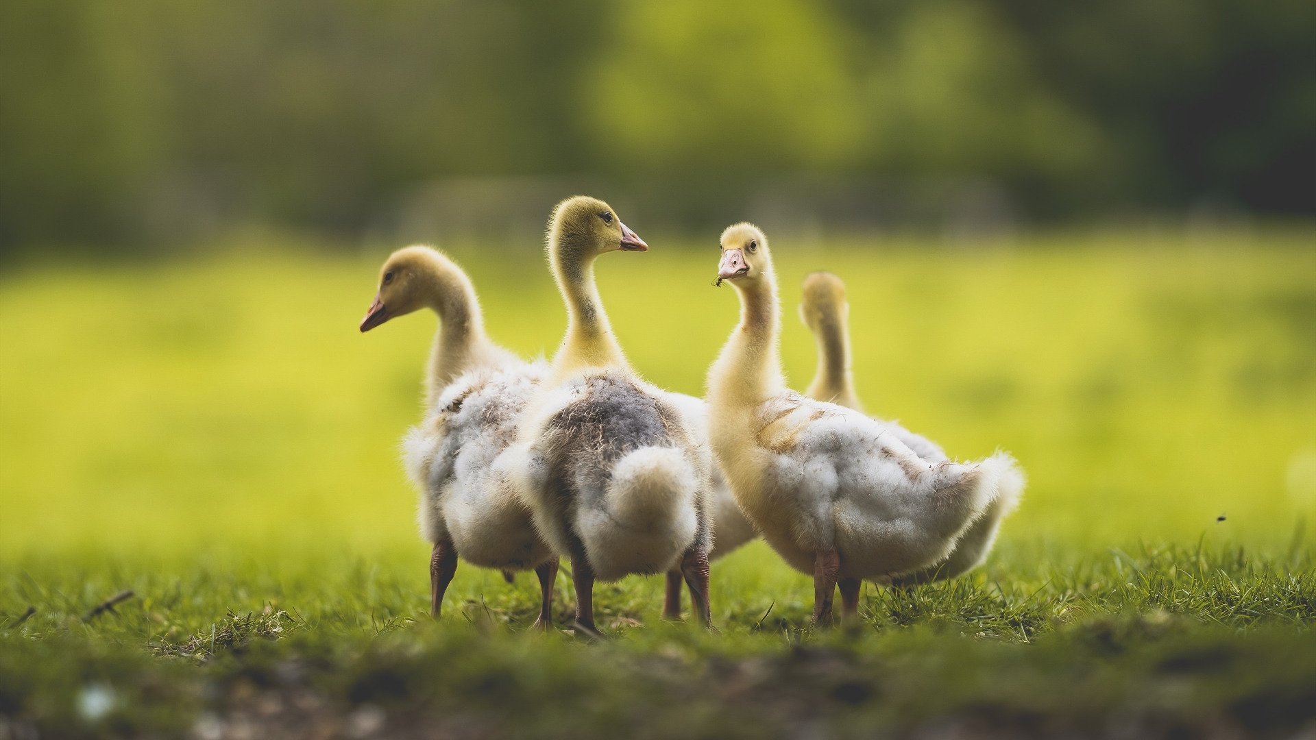 阿拉巴末节统治攻防，阿根廷力擒希腊锁定奥运关键胜场