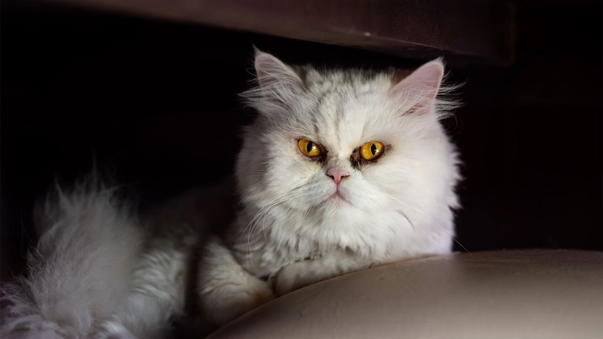 速度与激情，F1街道赛焦点战遇上伊拉克轻取新西兰的足球盛宴