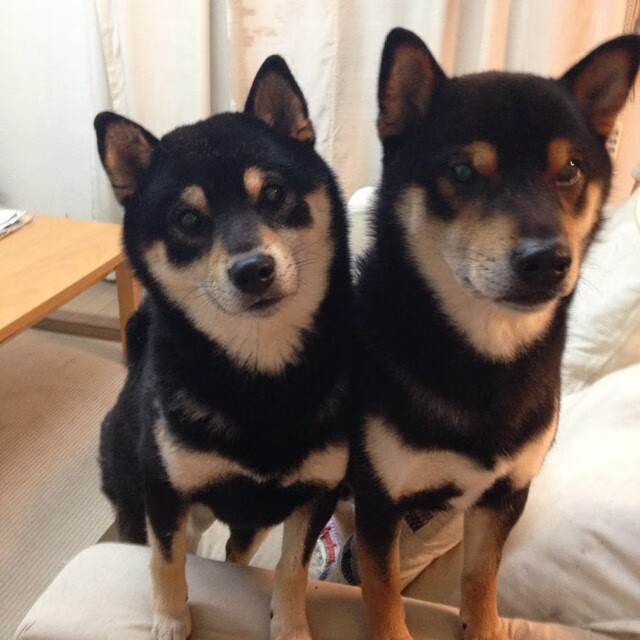 猛龙断雷霆之翼 约基奇升起北约克天空的彩虹